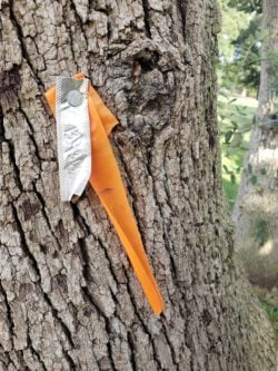 Tree Tagging – What Does it Mean?