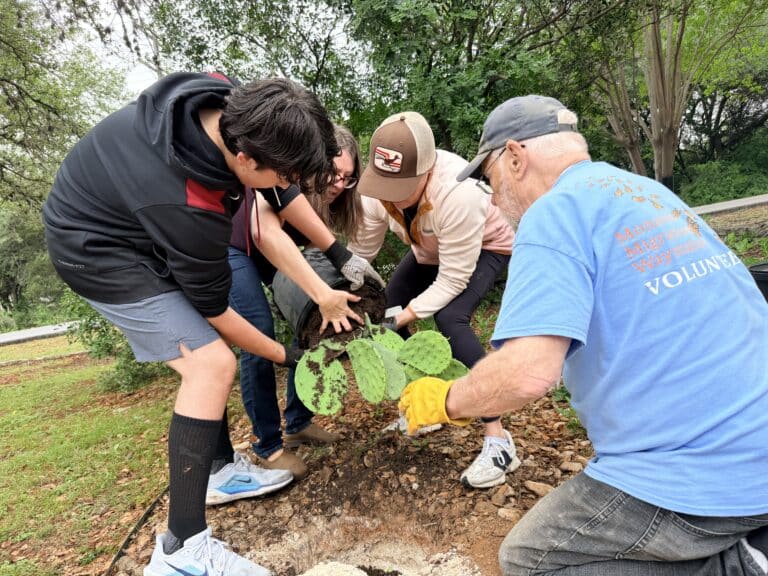 Four people work together to plant a cactus