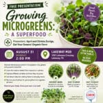 Growing Microgreens: A Superfood (video)
