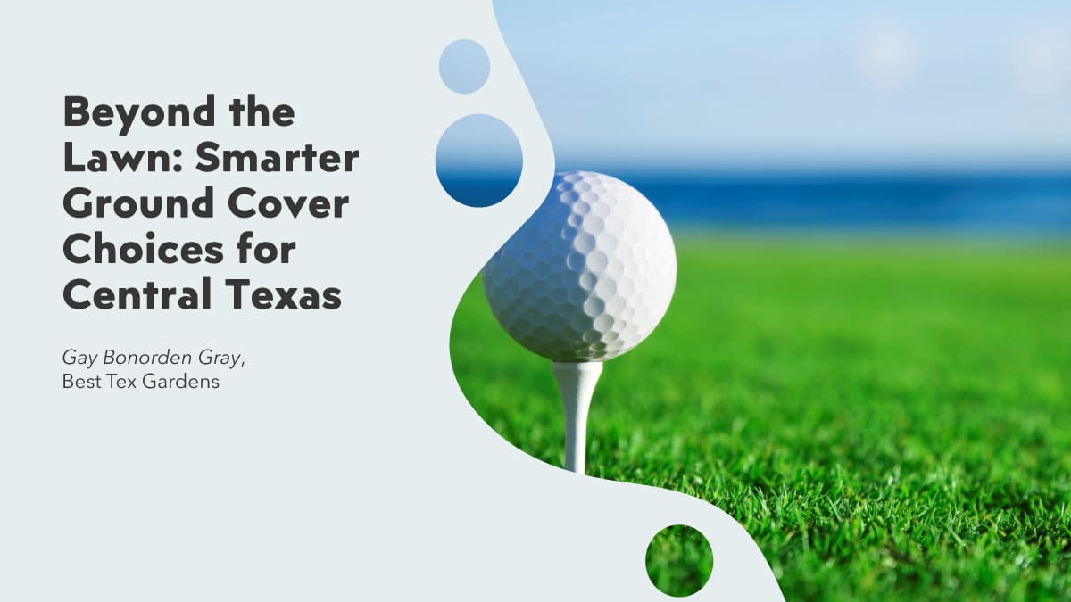 Beyond the Lawn: Smarter Ground Cover Choices for Central Texas