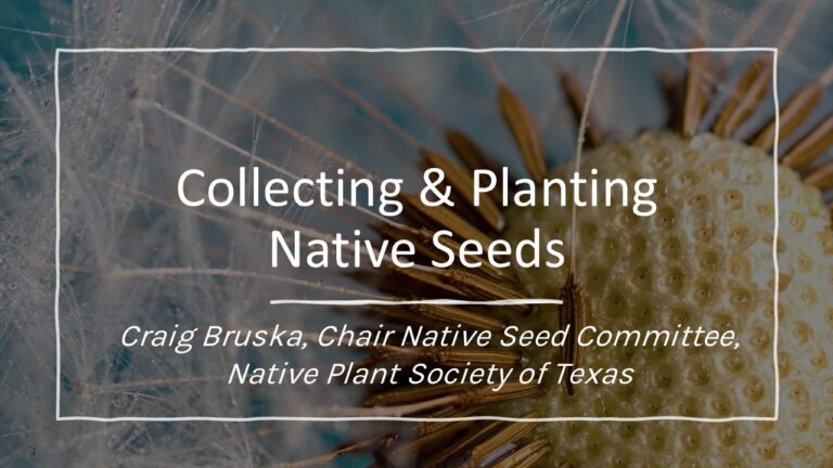 Native Seed Collection